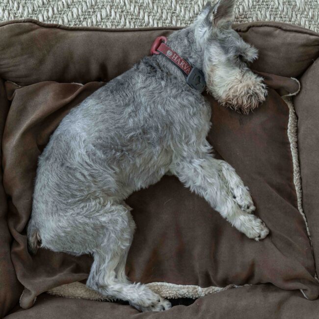 Schnauzer snooze.