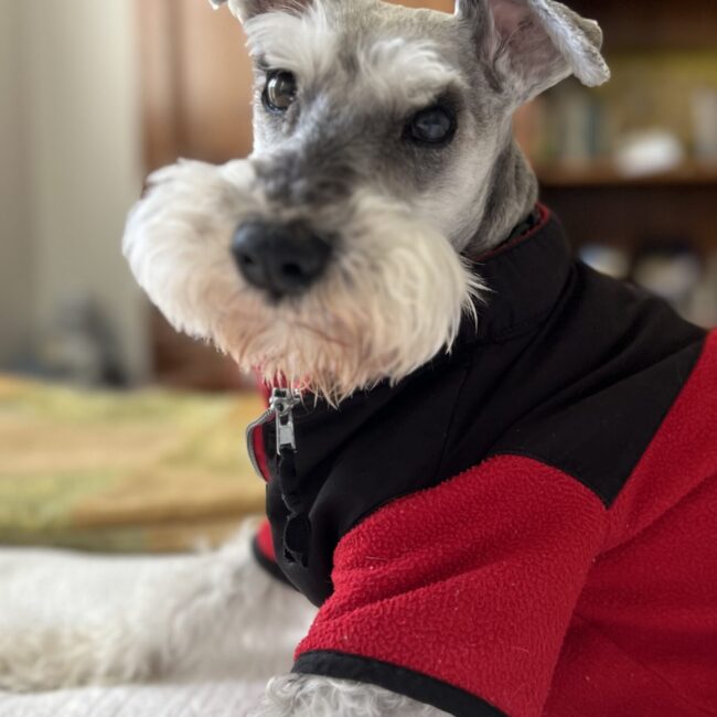 Boston relaxing at home.