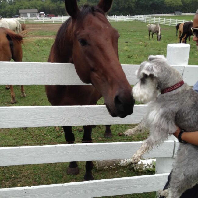 Boston meeting his first horse.